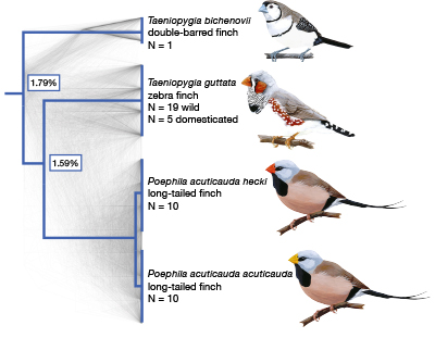 Recombination variation in finches
