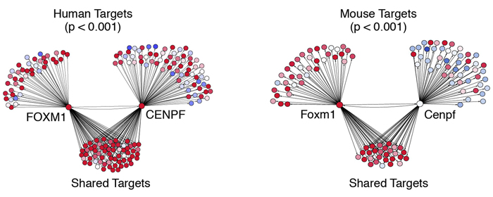 Comparing human and mouse prostate cancer networks