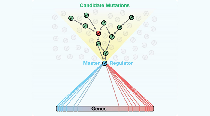 DIGGIT identifies mutations upstream of master regulators.