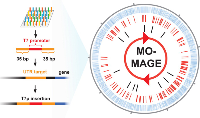 T7 promoters inserted using (MO)-MAGE