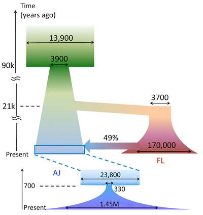 Ashkenazi Population Bottleneck Model