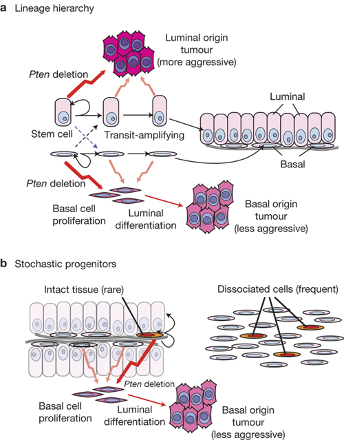 Models of basal and luminal cell plasticity