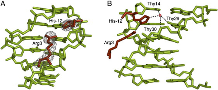 Minor Groove Insertion of Scr Residues His−12 and Arg3 in fkh250