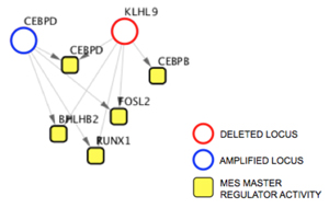 KLHL9 network