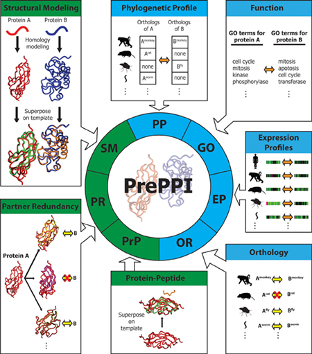 Deciphering Spatial Protein–Protein Interactions in Brain Using