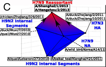 Topology of H7N9 Reassortment