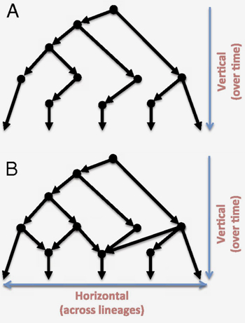 Models of Evolution