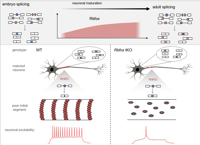 In neurons lacking Rbfox, the AIS is disrupted, impairing neuron’s ability to fire action potentials.