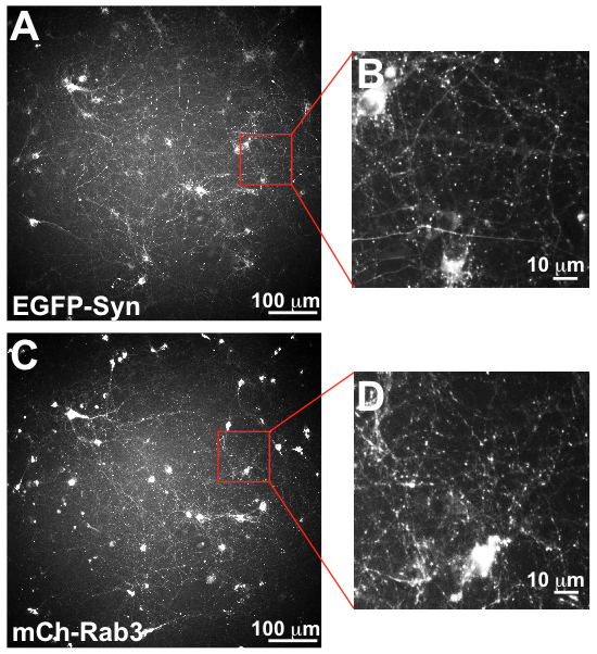 High-content imaging of synapses between neurons