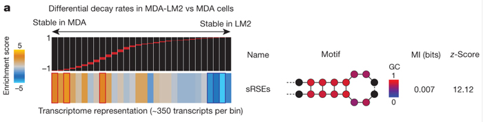 Differential decay rates in MDA-LM2 vs. MDA cells