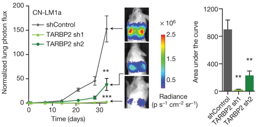 Short hairpin RNAs targeting of TARBP2 limits metastasis