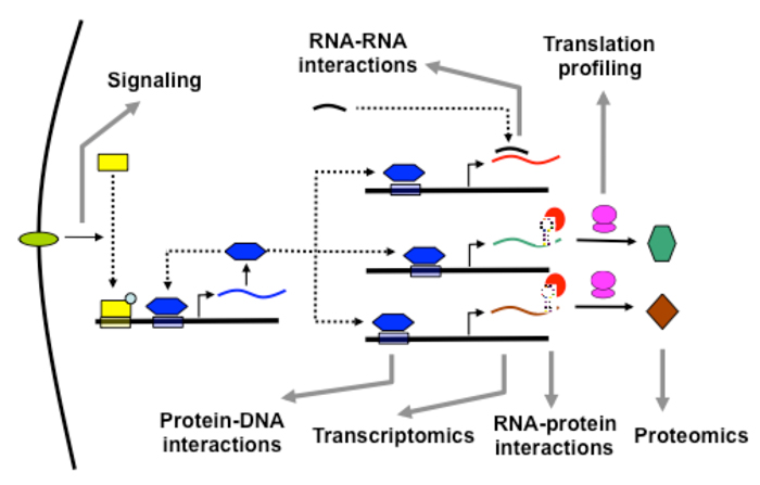 Types of Regulatory Interactions