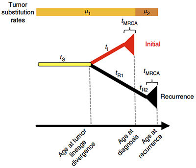 Clonal evolution in GBM tumors