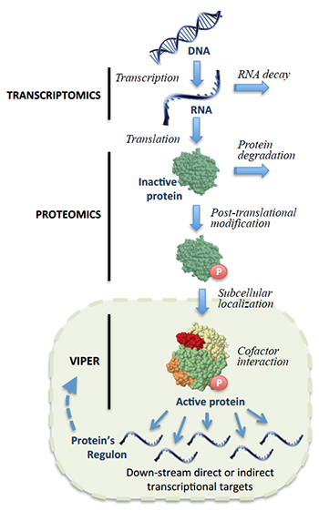 Factors affecting protein activity