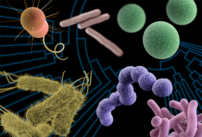 Bacterial evolutionary relationships