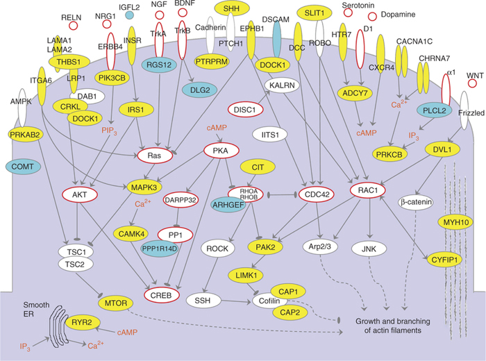 Genes forming cluster I in the context of cellular signaling pathways