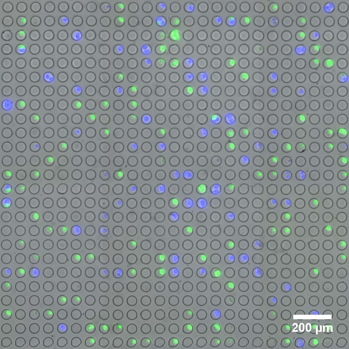 fluorescently-labeled live cells