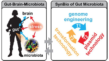 Gut-Brain Microbiota