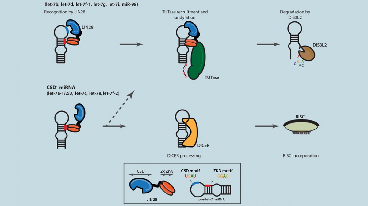 LIN28 Selectively Modulates Subclass Let-7 miRNAs