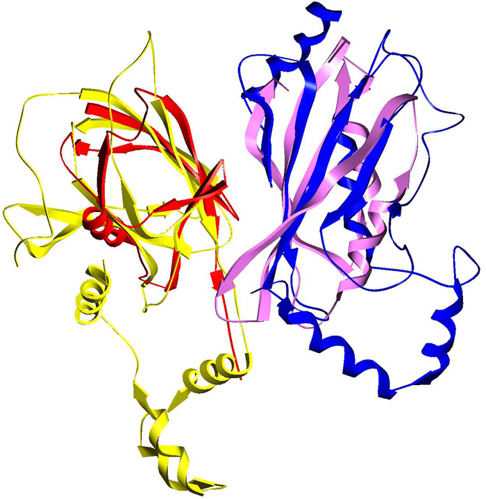 Protein structures